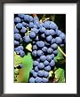 Pinot Noir Grapes Hanging on a Vine, South Africa Styles Framed Art Poster Print by Christer Fredriksson, 18x22