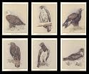 Eagle -  Bald Eagle, Golden Eagle, Short-toed Eagle, Wedge-tailed Eagle, Monkey-eating Eagle, and Martial Eagle - Art Collectors Cards