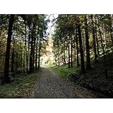 Forest (Path through Trees) Art Poster Print
