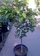 Dwarf Pixie Mandarin Orange Tree Five Gallon