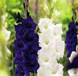 Purple & White Mix Large Flowering Gladiolus 10 Bulbs