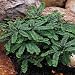 Hardy MaidenHair Fern - Loves Shade - Adiantum pedatum