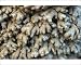 Photographic Prints of PM-10245 Root Ginger aromatic roots from cultivated plants from Ardea Wildlife Pets