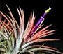 Live Airplant - Tillandsia ionantha 10 seeds -Bromeliad