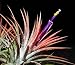 Live Airplant - Tillandsia ionantha 10 seeds -Bromeliad