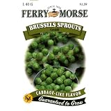 Ferry-Morse Seeds 1237 Brussels Sprouts - Catskill 1.4 Gram Packet by Ferry-morse