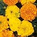 MARIGOLD - CRACKERJACK MIX - 60 SEEDS