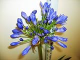 Agapanthus Lily of the Nile Cultivar 'Elaine' Dark Navy Blue Flowers