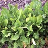 Garden Sorrel - 5000 Seeds