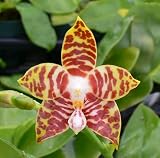 Phal. amboinensis 'M'