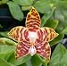 Phal. amboinensis 'M'