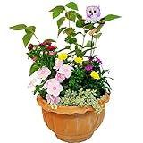 花由 秋のお花たっぷり！秋の寄せ植え 鉢花【敬老の日ギフト 鉢植え 花 フラワーギフト】