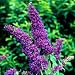 Purple Emperor English Butterfly Bush - Buddleia - NEW