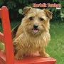 Norfolk Terriers 2008 Square Wall Calendar (German, French and Spanish Edition)