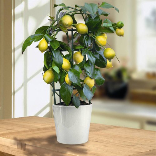 Cheap Mini Lemon Tree 40cm with fruit Reviews yrxses