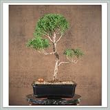 Shimpaku Juniper Bonsai Tree V