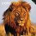 Lions 2012 Square 12X12 Wall Calendar (One World) (Multilingual Edition)