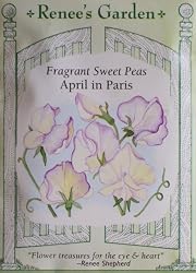 Sweet Pea Fragrant April in Paris Seeds