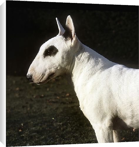 Canvas Prints of Crufts from Country Life 