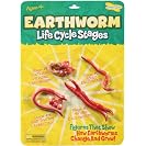 Life Cycle Stages Earthworm