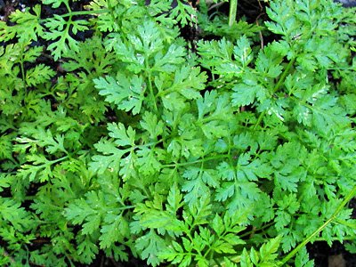 Herb Chervil 500 Open Pollinated Seeds by Seeds and Things Herb Chervil 500 Open Pollinated Seeds by Seeds and Things