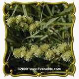 Crested Oval Sedge (Carex cristatella) Jumbo Seed Packet - 1250 Seeds