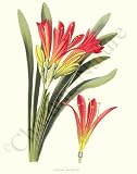 Botanical Flower Print: Scarlet Kafir-Lily - Clivia miniata