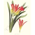 Botanical Flower Print: Scarlet Kafir-Lily - Clivia miniata