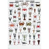 Colour Wall Chart: Crabs and Lobsters Specifications (Multilingual Wallcharts)
