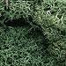 Lichen, Light Green