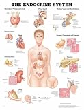 The The Endocrine System Anatomical Chart