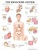 The The Endocrine System Anatomical Chart