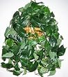 Hanging Philodendron Basket #2 (CL)