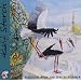 Kalif Storch. CD. Klassische Musik und Sprache erz�hlen