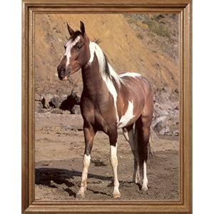 Western Cowboy Pinto Horse Kids Room Animal Picture Oak Framed Art Print