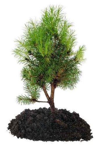 Bonsai Tree and Soil on a White Background - 60
