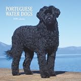 Portuguese Water Dogs 2008 Square Wall
