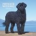 Portuguese Water Dogs 2008 Square Wall Calendar (German, French, Spanish and English Edition)