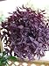 Wandering Jew Plant