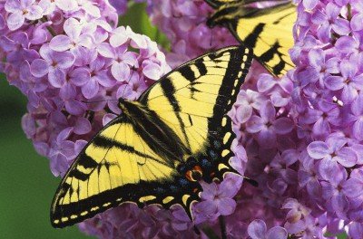 Wallmonkeys Peel And Stick Wall Decals - A Canadian Tiger Swallowtail Butterfly (papilio Canadensis) In The Maritimes, Newfoundland And Labrador, Canada - Removable Graphic Picture