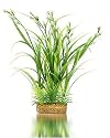 K&A Imports Flowering Hair Grass with Fern, Extra Large