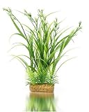 K&A Imports Flowering Hair Grass with Fern, Extra Large