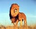 Lion (Standing) Art Poster Print - 16" X 20"