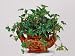 Artificial Maple Ivy in Traditional Urn