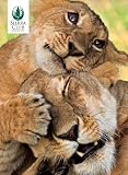 Mothers Boxed Notecards - Mother Animals, 20 Blank Greeting Cards with 4 Different Styles