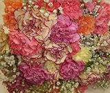 Two Dozen Assorted Carnations Flowers Bouquet