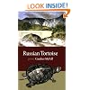 Russian Tortoise