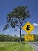 Australia, Queensland, Fraser Coast, Maryborough, Koala Crossing Sign on the Bruce Hi...