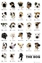 GB eye Ltd, The Dog, Collection, Maxi Poster, (61x91.5cm) GN0123