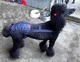 Joybies Durable Denim Piddle Pants(tm) for XXXL-Slender Female Dog (Measuring 26-28 From Collar to Base of Tail)